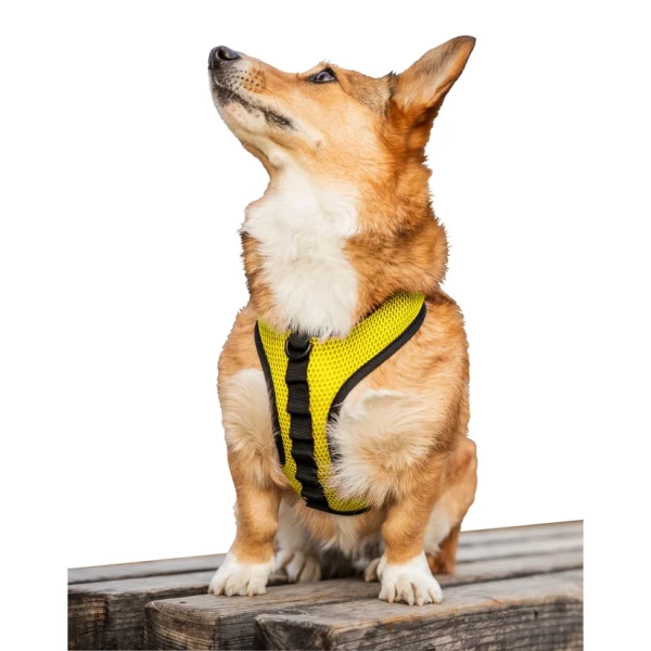 Cane che indossa Pettorina per cani K9 di colore giallo con interno nero.