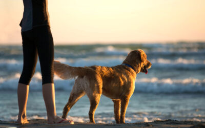 Vacanza all’estero con il cane 