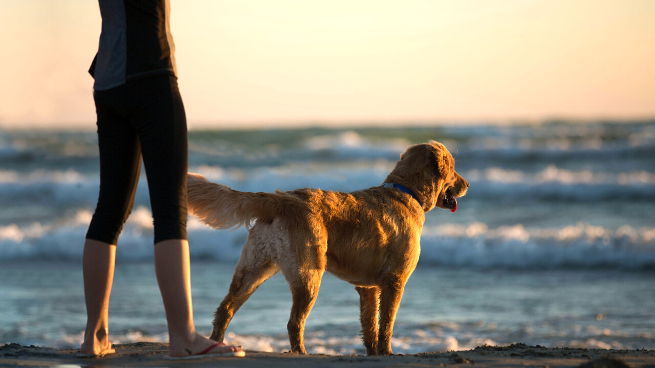 cane in vacanza riva al mare