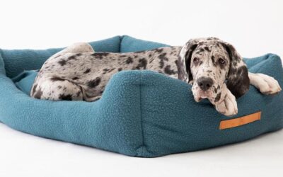 Cucce, cuscini e materassi per cani: Guida all’ acquisto