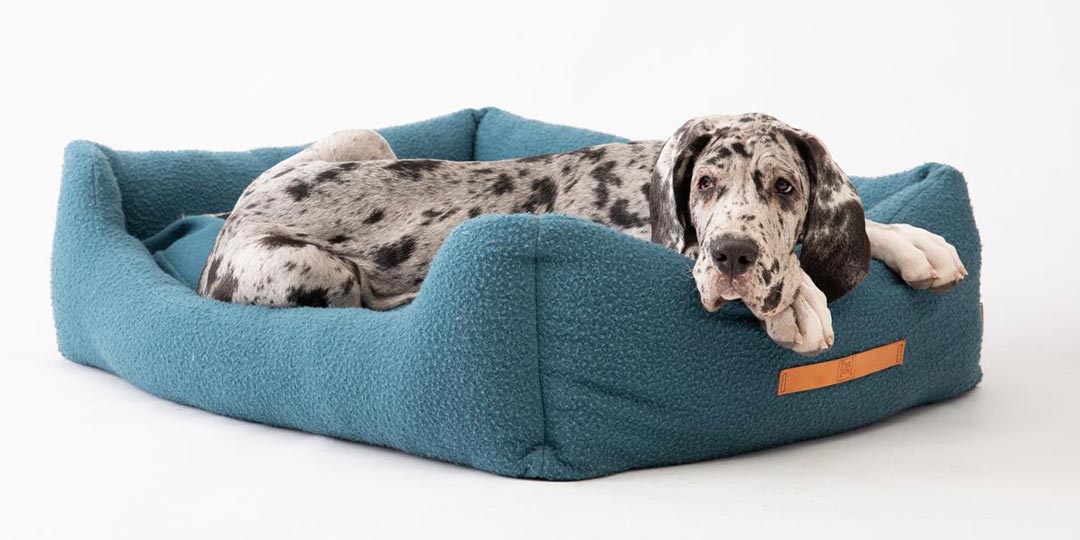 Cucce, cuscini e materassi per cani: Guida all’ acquisto