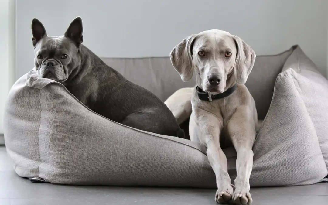 Come pulire una cuccia per cani