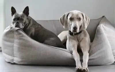 Come pulire una cuccia per cani