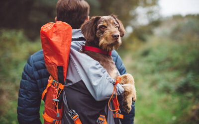 Perchè scegliere uno zaino trasportino per cani?