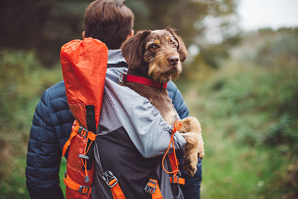 Perchè scegliere uno zaino trasportino per cani?